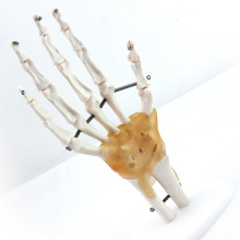JOINT04 (12350) Medical Anatomy Life-Size mão conjunta com ligamentos humanos modelos anatômicos, modelos de educação